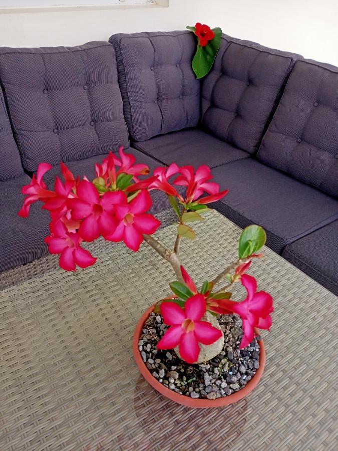 T2 Echappee Belle Sainte-Marie Kybo Karaib Location Pkg Mtgne Cosy Apartment Bagian luar foto